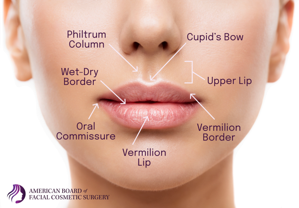 Lower half of a woman's face with each element of lip anatomy labeled